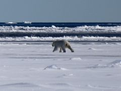 07B A Polar Bear Runs Away From Us On Day 4 Of Floe Edge Adventure Nunavut Canada